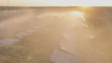 Salyangoz çiftliğinde sulama işlemi. Çiftlikte salyangozları suyla sulamak. Salyangozlar için mikro iklim yaratmak