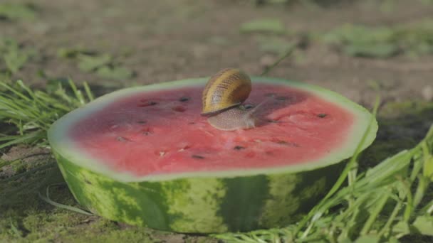 Caracol em uma melancia. Os caracóis estão a comer melancia. Os caracóis estão a rastejar numa melancia. Caracol em uma melancia close-up — Vídeo de Stock