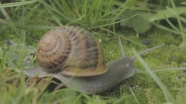 Bir salyangoz çimlerin üzerinde sürünüyor. Çimlerde salyangoz. Helix Aspersa salyangozu çimlerin üzerinde. Çimenlerde güzel bir salyangoz