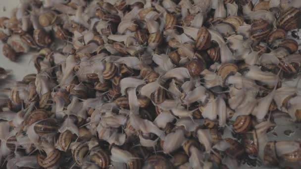 Muchos caracoles de cerca en la granja. Cultivo industrial de caracoles. Caracoles reproductores. — Vídeo de stock