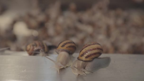 Mnoho šneků zblízka na farmě. Průmyslové pěstování hlemýžďů. Chov šneků. — Stock video