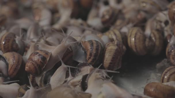 Průmyslové pěstování hlemýžďů. Chovám šneky. Mnoho šneků zblízka na farmě — Stock video