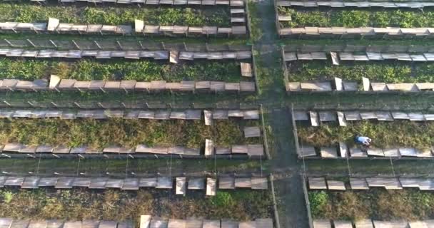 Survoler une ferme d'escargots. Escargots en pleine nature vue de dessus. Agriculture industrielle des escargots — Video