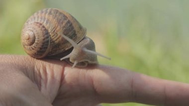 Yakından bir salyangoz. Erkeklerin elindeki bir salyangoz. Elinde sürünen bir salyangoz.