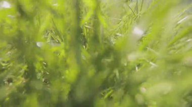 Kamera çimlerin arasında hareket ediyor, yeşil çimenler yakın plan. Çimenlerde hareket var. Yakın plan.