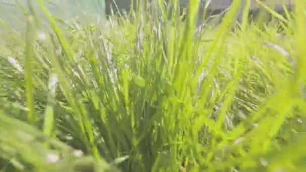 카메라는 풀밭, 푸른 잔디를 가까이 서 찍고 있습니다. 풀밭에서의 움직임을 클로즈업 — 비디오