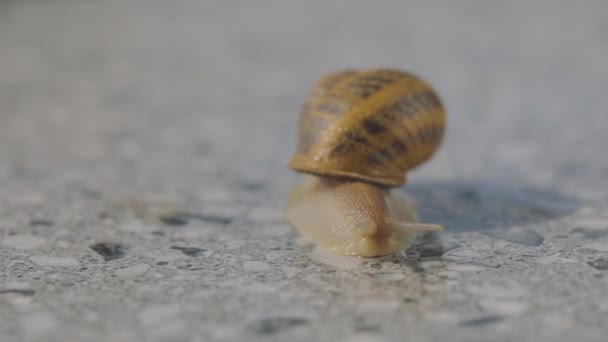 Caracóis de perto. Muitos caracóis fecham. reprodução de caracóis na fazenda. Helix aspersa maxima — Vídeo de Stock