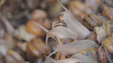 Bir sürü salyangoz yaklaşıyor. Çiftlikte salyangoz yetiştiriyorum. Helix aspersa maxima