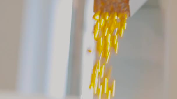 Cápsulas de gelatina na linha de transporte, muitas cápsulas de gelatina amarela em produção — Vídeo de Stock