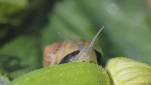 Lumaca in giardino. Coltivazione di lumache. Lumaca su un primo piano di midollo vegetale. Lumaca in habitat naturale. — Video Stock
