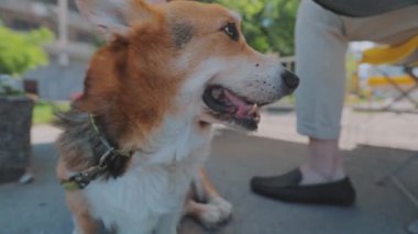 Corgi ev sahibesinin ayaklarının dibinde oturuyor. Güzel Corgi yakın plan. Galli Corgi yakın çekim