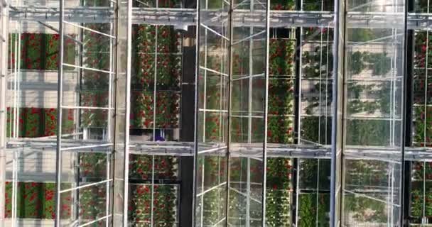 Πετώντας πάνω από ένα μεγάλο θερμοκήπιο με λουλούδια, ένα θερμοκήπιο με πτυσσόμενη οροφή, με θέα στο θερμοκήπιο από ψηλά, καλλιεργώντας λουλούδια. Μεγάλα βιομηχανικά θερμοκήπια — Αρχείο Βίντεο
