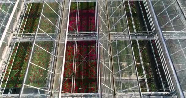 Überfliegen eines großen Gewächshauses mit Blumen, einem Gewächshaus mit ausklappbarem Dach, einem Gewächshaus-Blick von oben, Blumen wachsen. Große industrielle Gewächshäuser — Stockvideo