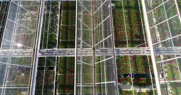 Flying over a large greenhouse with flowers, a greenhouse with a retractable roof, a greenhouse view from above, growing flowers. Large industrial greenhouses — Stock Video