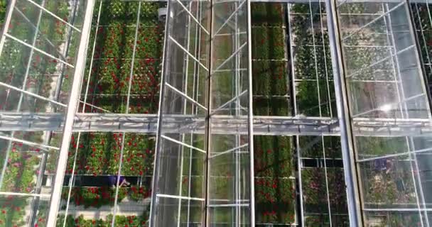 Flying over a large greenhouse with flowers, a greenhouse with a retractable roof, a greenhouse view from above, growing flowers. Large industrial greenhouses — Stock Video