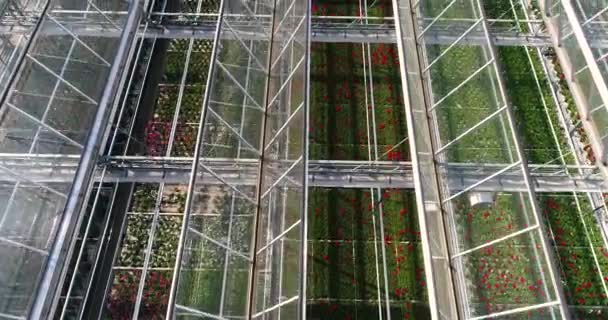 Πετώντας πάνω από ένα μεγάλο θερμοκήπιο με λουλούδια, ένα θερμοκήπιο με πτυσσόμενη οροφή, με θέα στο θερμοκήπιο από ψηλά, καλλιεργώντας λουλούδια. Μεγάλα βιομηχανικά θερμοκήπια — Αρχείο Βίντεο