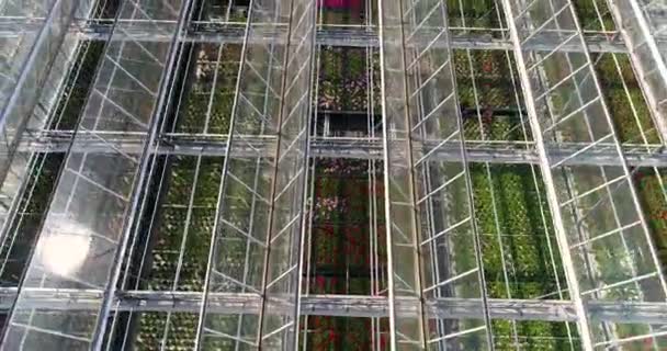 Egy nagy üvegház felett repül virágokkal, egy üvegház visszahúzódó tetővel, egy üvegház fölött felülről, virágokat növesztve. Nagy ipari üvegházak — Stock videók