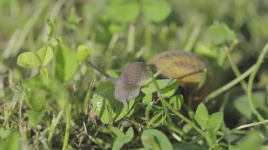 Çimlerde salyangozlar. Salyangoz yetiştiriyorum. Bahçedeki salyangoz. Doğal ortamında salyangoz. Salyangoz çiftliği.