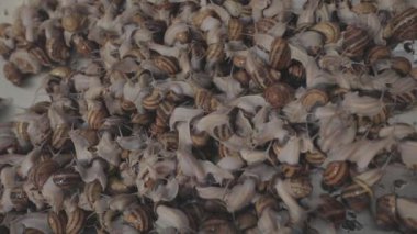 Salyangoz yetiştirme süreci. Çiftlikte bir sürü salyangoz var. Çiftlikteki salyangozlar. Salyangoz çiftliği.