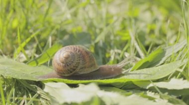 Çimenlerde çok güzel bir salyangoz var. Bir salyangoz çimlerin üzerinde sürünüyor. Çimlerde salyangoz. Helix Aspersa salyangozu çimlerin üzerinde..