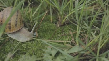 Çimlerde salyangoz. Helix Aspersa salyangozu çimlerin üzerinde. Çimenlerde güzel bir salyangoz