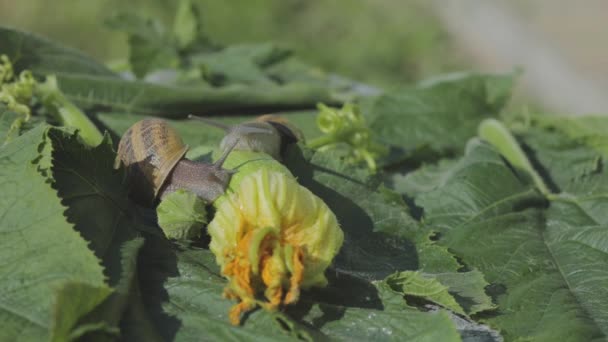 Snail on a vegetable marrow close-up. Snail in the garden. Snail in natural habitat. Snail farm. — Stock Video