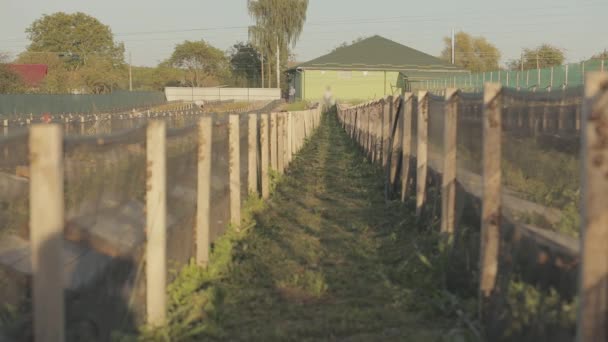 Granja de caracoles. El proceso de cultivo de caracoles. Plan general de granja de caracoles, la gente trabaja en una granja de caracoles — Vídeos de Stock