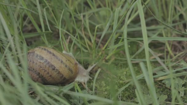 Šnek v trávě. Helix Aspersa šnek v trávě zblízka. Krásný slimák v trávě zblízka — Stock video