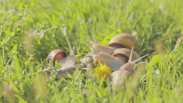 Ślimak z bliska. Ślimaki na zielonej trawie z bliska. Farma ślimaków. Helix Aspersa Maxima in vivo — Wideo stockowe