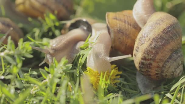 정원에 못 이 있어. 자연 서식지의 달팽이입니다. 달팽이 농장. 수풀에 달팽이가 있습니다. 달팽이의 성장. — 비디오