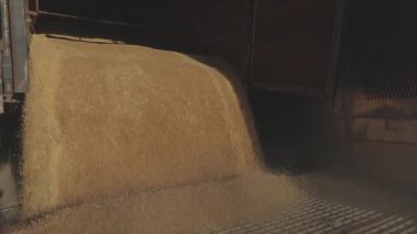 Depoda bir sürü buğday var. Bir kamyondan ambara buğday boşaltıyorum.