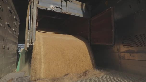 Vykládka pšenice ve skladu s autem. Vykládám pšenici z náklaďáku. Naložení pšenice do sila — Stock video