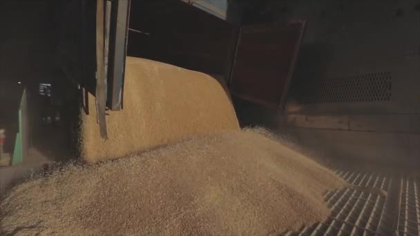 Dużo pszenicy w magazynie. Rozładunek pszenicy z ciężarówki do silosu — Wideo stockowe
