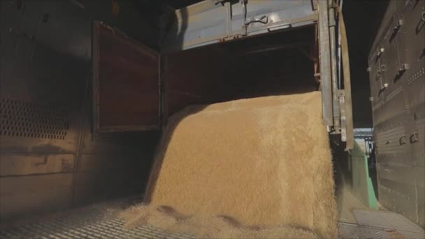 Almacén con trigo. Carga de trigo en el almacén en cámara lenta — Vídeo de stock