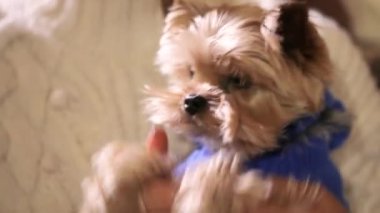 Kızın kollarında bir Yorkshire Teriyeri var. Yorkshire Teriyeri kapatın. Kız kollarında bir Yorkshire teriyeriyle dans ediyor..