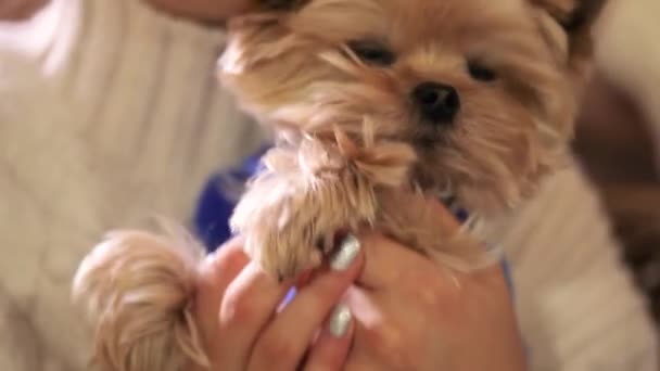 A menina está dançando com um terrier de Yorkshire em seus braços. A rapariga tem um Yorkshire Terrier nos braços. Yorkshire Terrier de perto — Vídeo de Stock