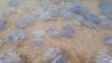 Deniz kıyısındaki denizanası. Denizanası kıyıya vurdu.