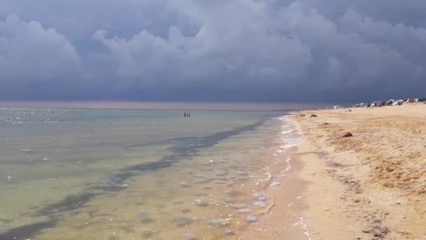 De grosses méduses mortes au bord de la mer. méduses sur le rivage, nuages orageux en arrière-plan — Video