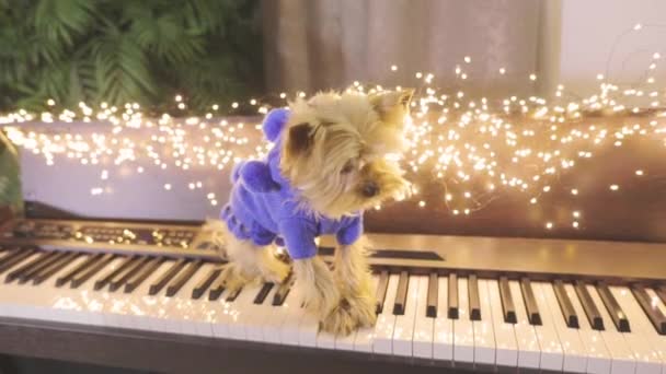 Yorkshire Terrier παίζει συνθεσάιζερ. Yorkshire Terrier στο εσωτερικό των Χριστουγέννων — Αρχείο Βίντεο