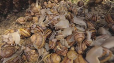 Çiftlikteki salyangozlar. Çiftlikte bir sürü salyangoz var. Büyüyen salyangozlar