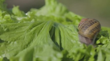 Helix Aspersa Maxima çimlere yaklaş. Helix Aspersa Muller çimenlerdeki yeşil arka planda. Salyangoz yetiştiriyorum. Salyangoz çiftliği