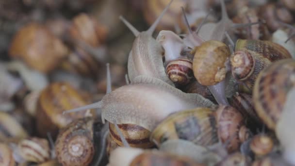 Primo piano delle lumache. Lumache nella fattoria primo piano. Agricoltura industriale di lumache per alimenti — Video Stock