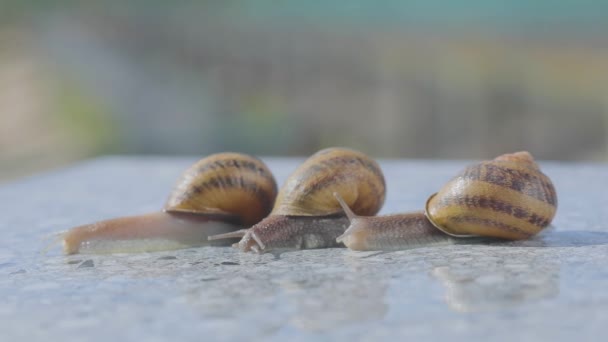 Três caracóis de perto. Close-up de três caracóis rastejando em uma superfície plana. Helix Aspersa Maxima em uma superfície plana de perto — Vídeo de Stock