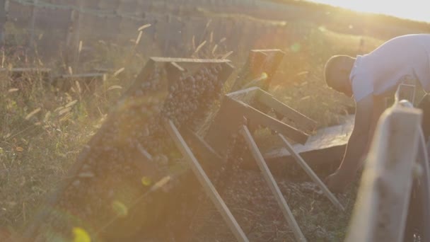 Slakkenboerderij. Het proces van slakken kweken. Slak boerderij algemeen plan, mensen werken op een slak boerderij — Stockvideo