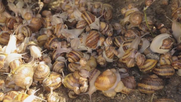 Slakken op de boerderij. Er zijn veel slakken op de boerderij. Slakken kweken — Stockvideo