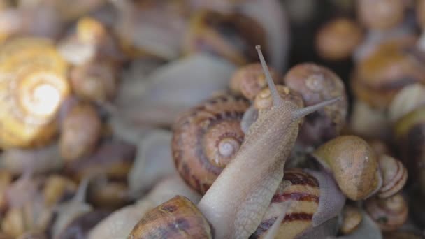 Há muitos caracóis na fazenda. A cultivar caracóis. Caracóis na fazenda. — Vídeo de Stock