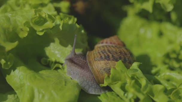 草の中のカタツムリのクローズアップ。草の中の美しいカタツムリ。緑の背景にカタツムリ — ストック動画