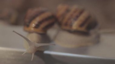 Salyangoz yakın plan. Salyangoz çiftliği. Büyüyen Helix Aspersa Maxima