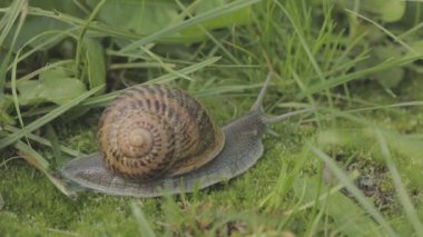 Çimlerde salyangoz. Helix Aspersa salyangozu çimlerin üzerinde. Çimenlerde güzel bir salyangoz