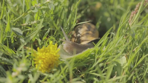 草の中のカタツムリ。庭でカタツムリ。自然の生息地でカタツムリ。カタツムリの農場. — ストック動画